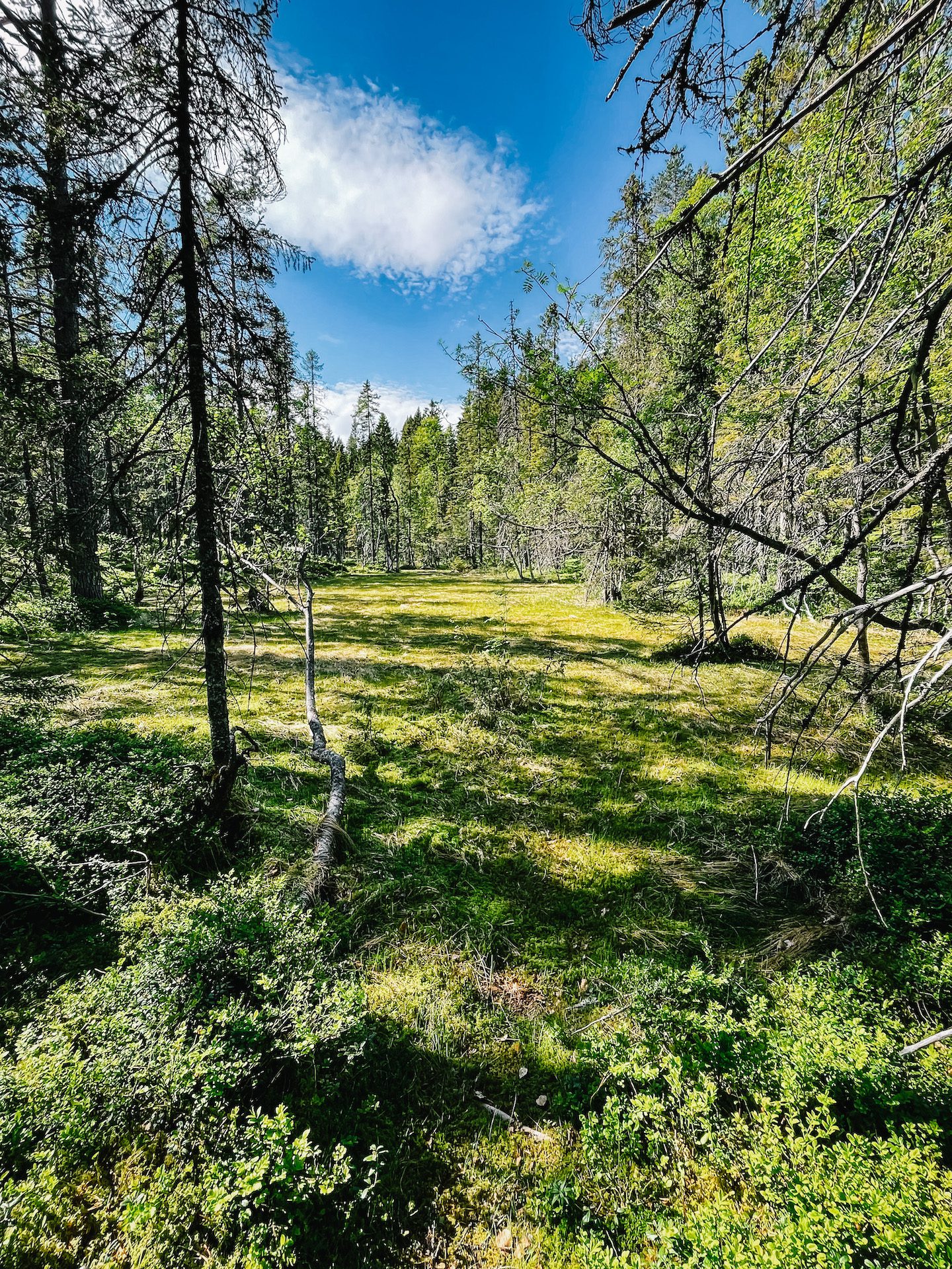 Naturlebenskunst Wald