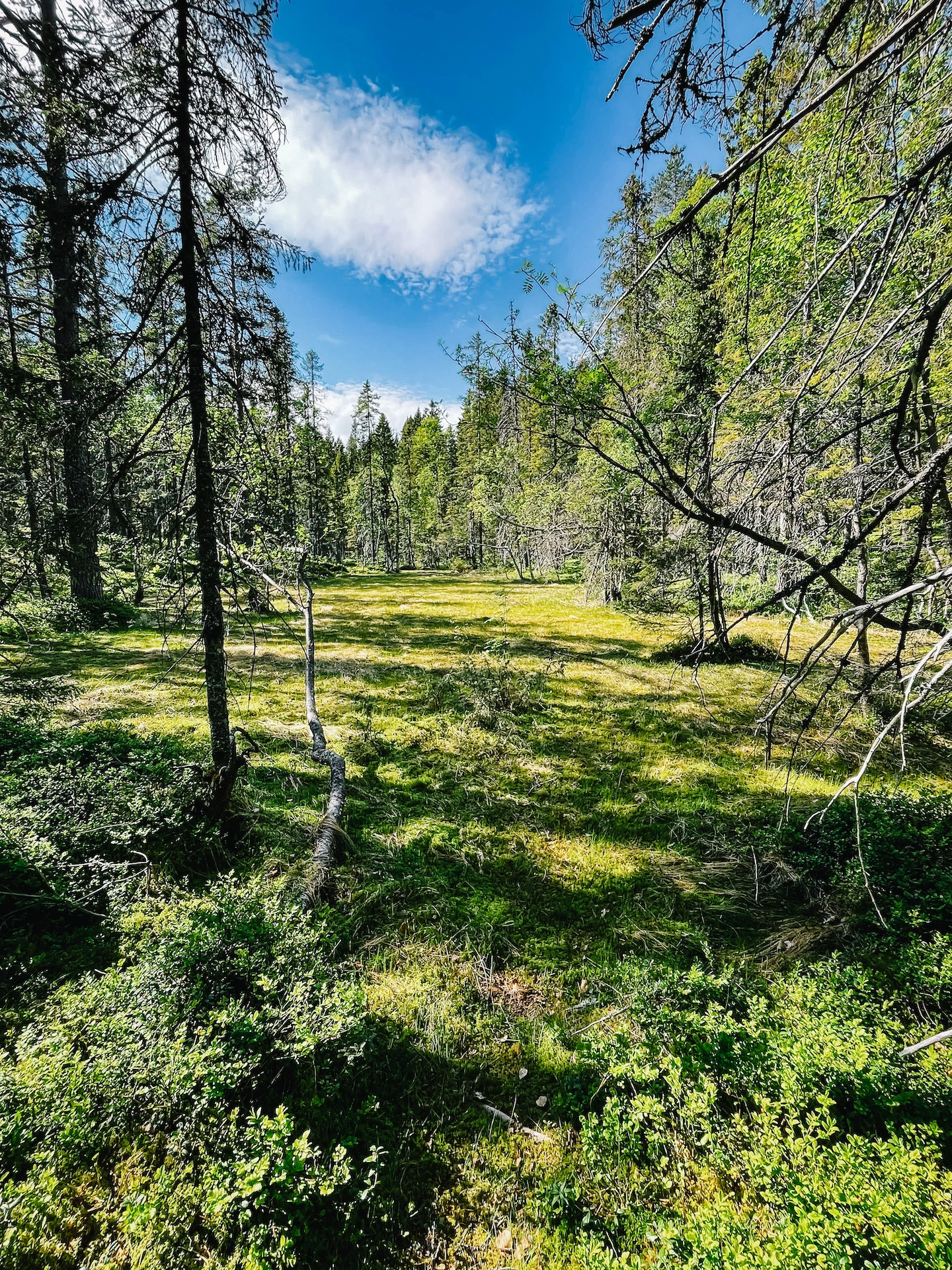 Naturlebenskunst-Wald